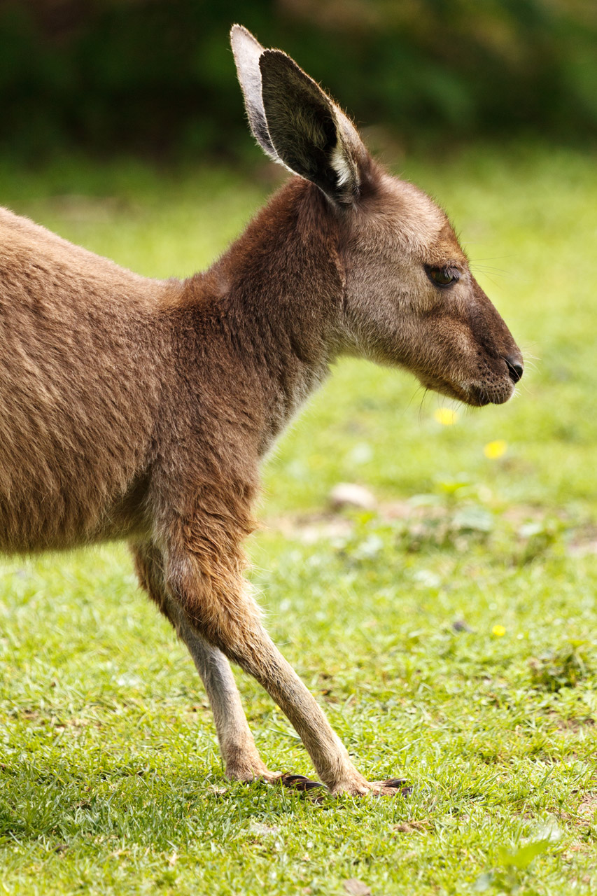 Gyvūnas,  Australia,  Australian,  Ruda,  Ausys,  Fauna,  Kailis,  Hop,  Joey,  Kengūra