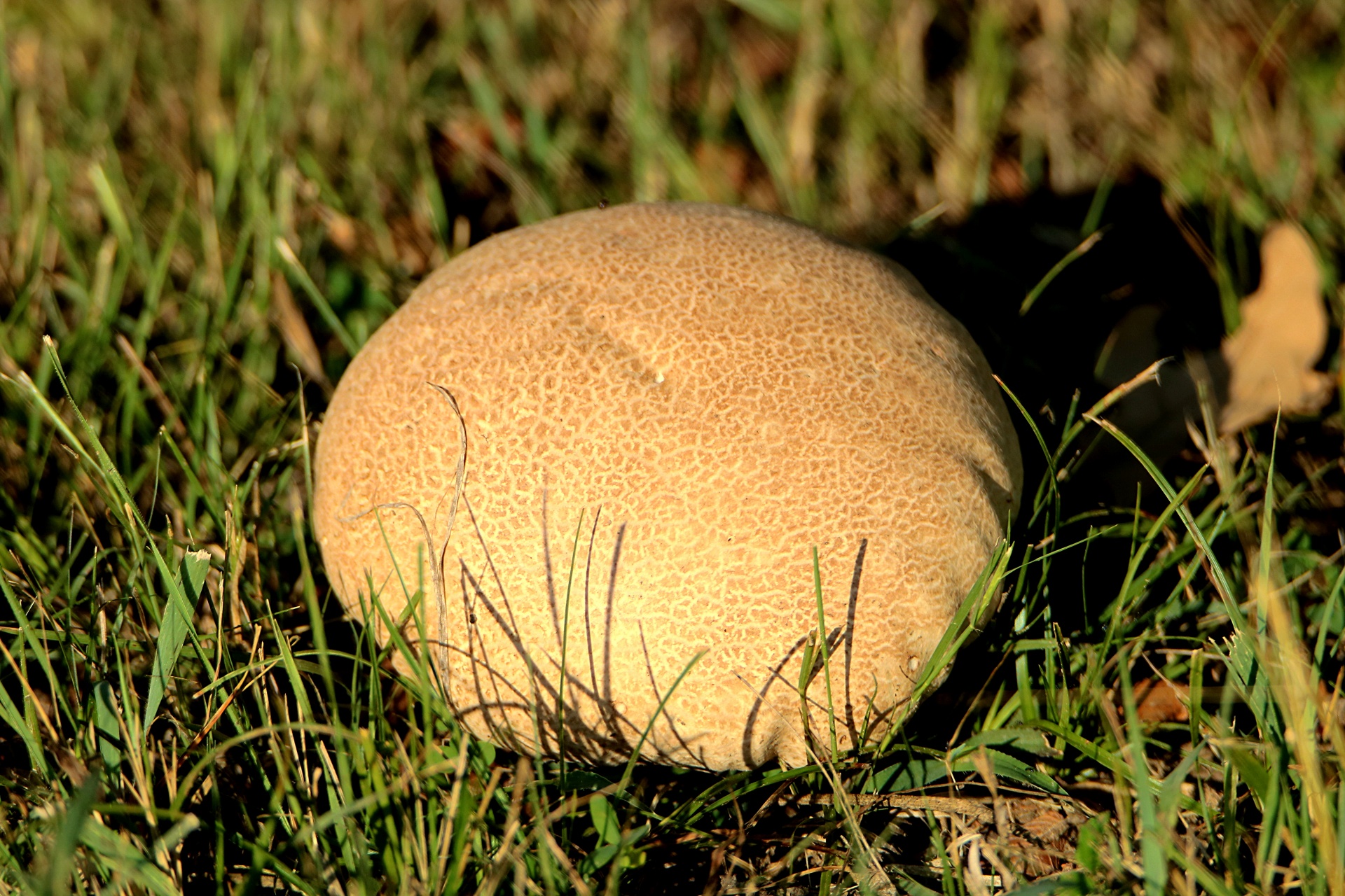 Gamta,  Augalai,  Grybai,  Grybai,  Ruda & Nbsp,  Gryba,  Grybų Pūslelė & Nbsp,  Ruda & Nbsp,  Puffball,  Auga