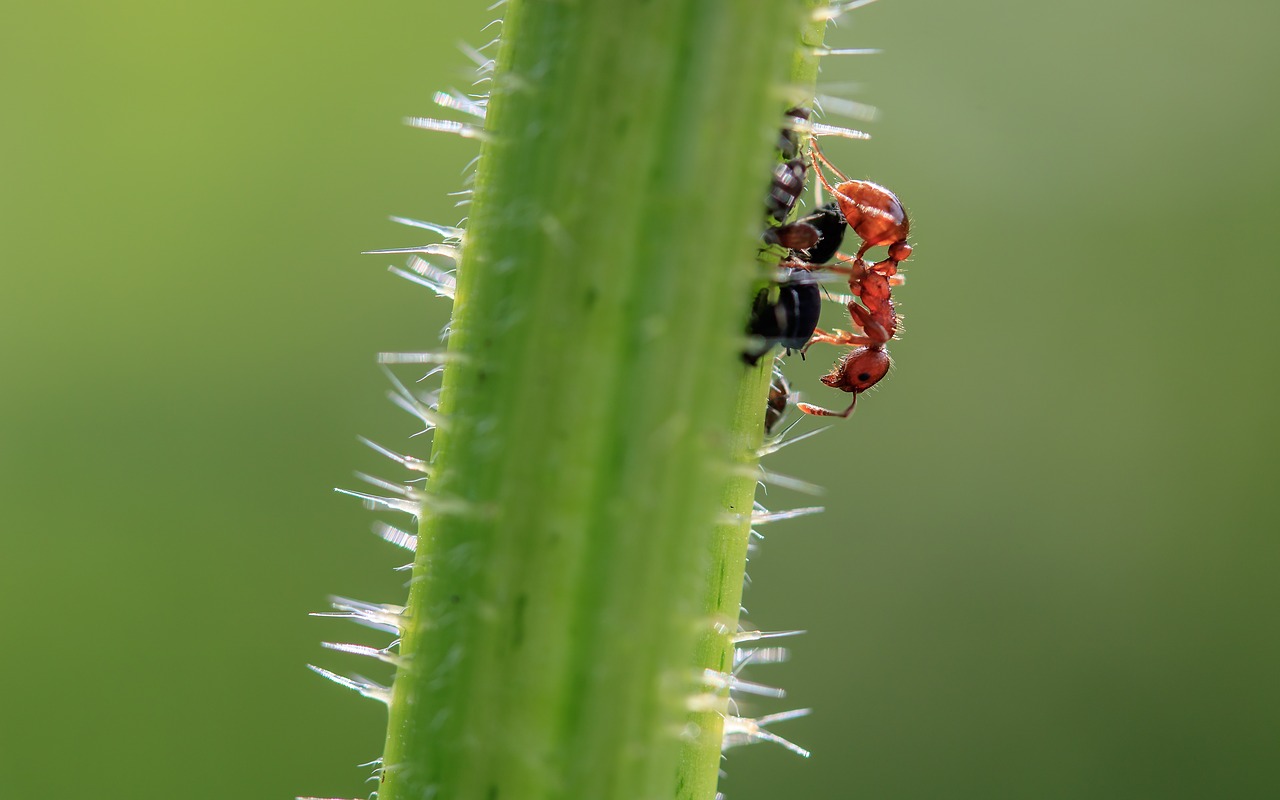 Rudi Wegameise,  Lasius Brunneus,  Ant,  Mažas,  Sodo Skruzdžių,  Maitinimasis,  Pobūdį,  Gyvūnas,  Amarai,  Iš Krevetė Kamieninių