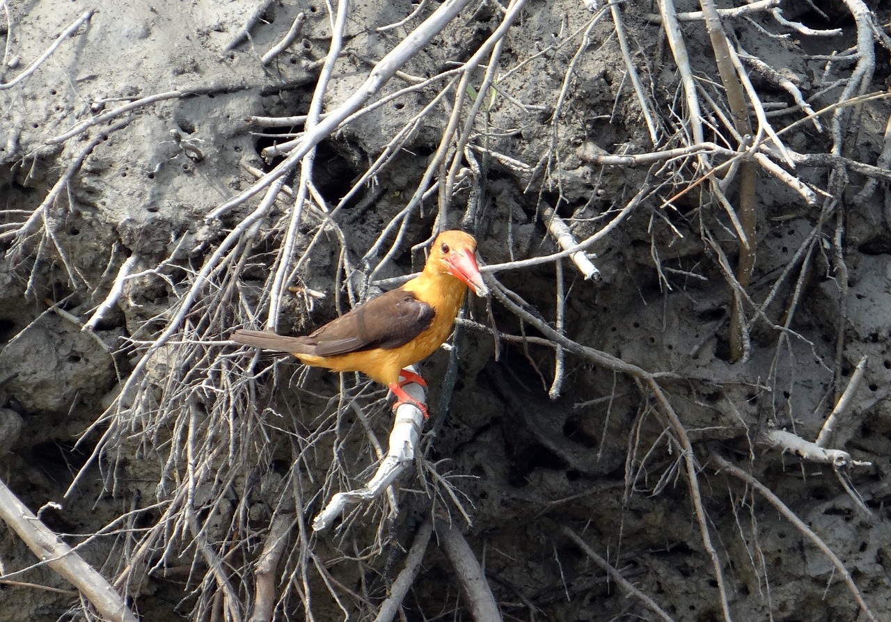 Raudonasis Sparnuotas Žiurkėnas, Pelagropis Amauroptera, Paukštis, Sundarbans, Pelkė, Mangroviai, Unesco, Paveldas, Ramsar Svetainė, Indija