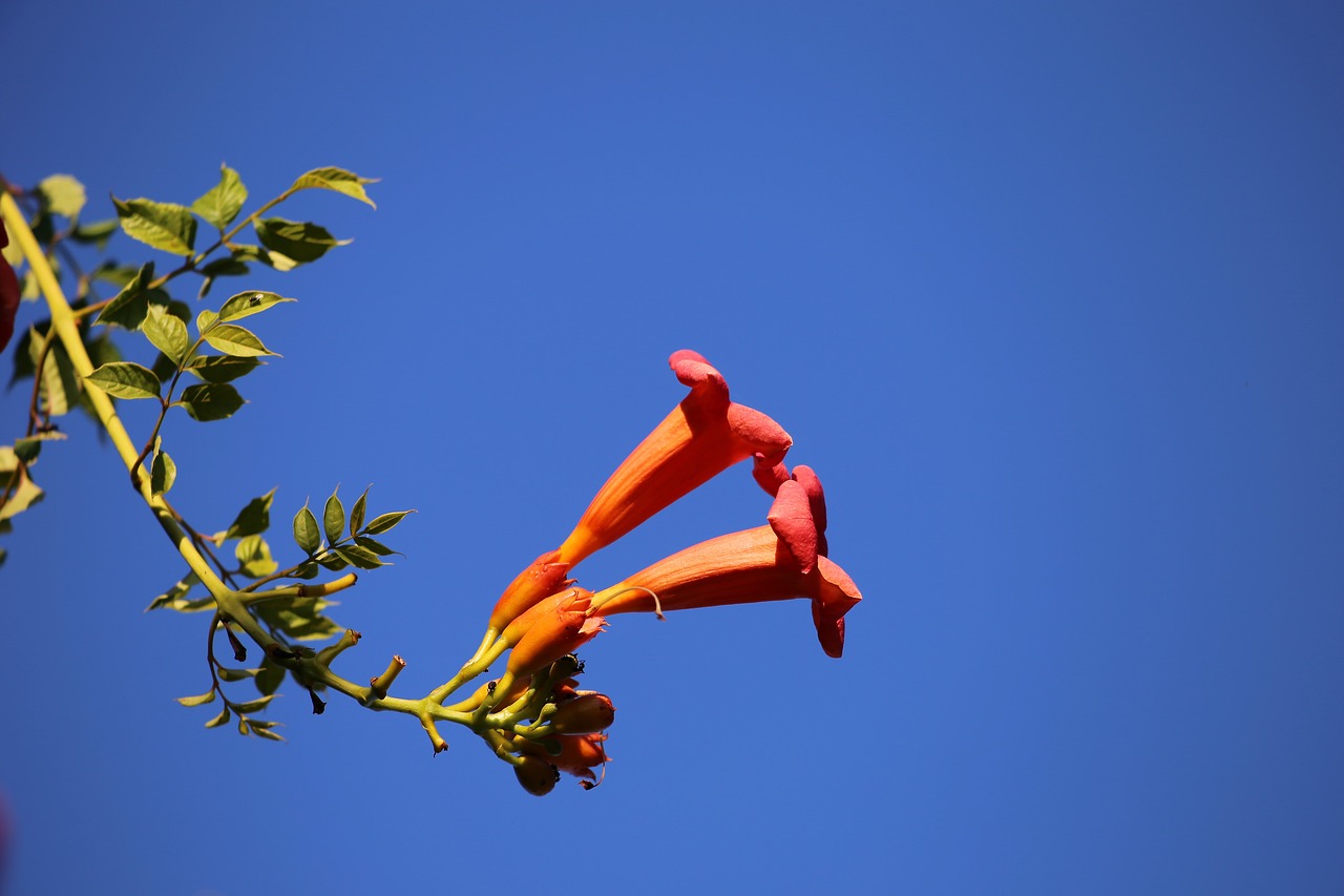 Brugmansia Sanguinea, Angelo Trimitas, Augalas, Raudona, Sodas, Žydi, Žiedas, Spalvinga, Toksiškas, Nemokamos Nuotraukos