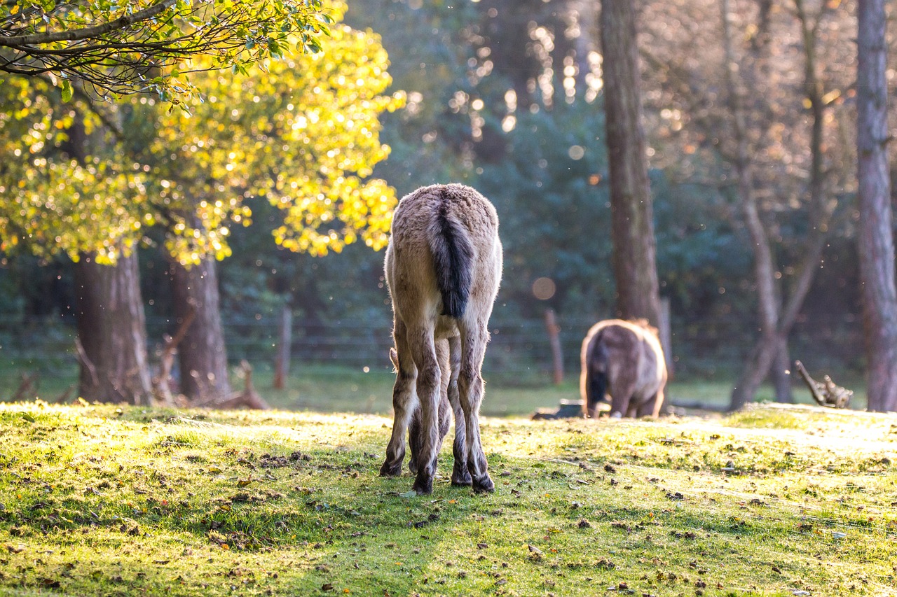 Brumby Žirgai, Laukiniai Arkliai, Arkliai, Kumeliukas, Freilebend, Flock, Dülmen Germany, Gyvūnai, Vokietija, Laistymas