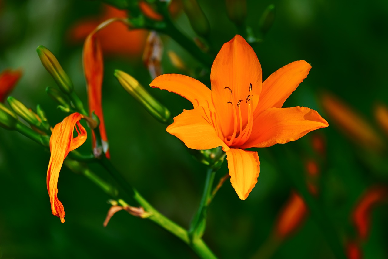 Brunello Lelija,  Lilium Asiaticum,  Gėlė,  Žydi,  Oranžinė,  Kvepalų Gėlių,  Augalų,  Lelija,  Liliaceae,  Oranžinė Lelija