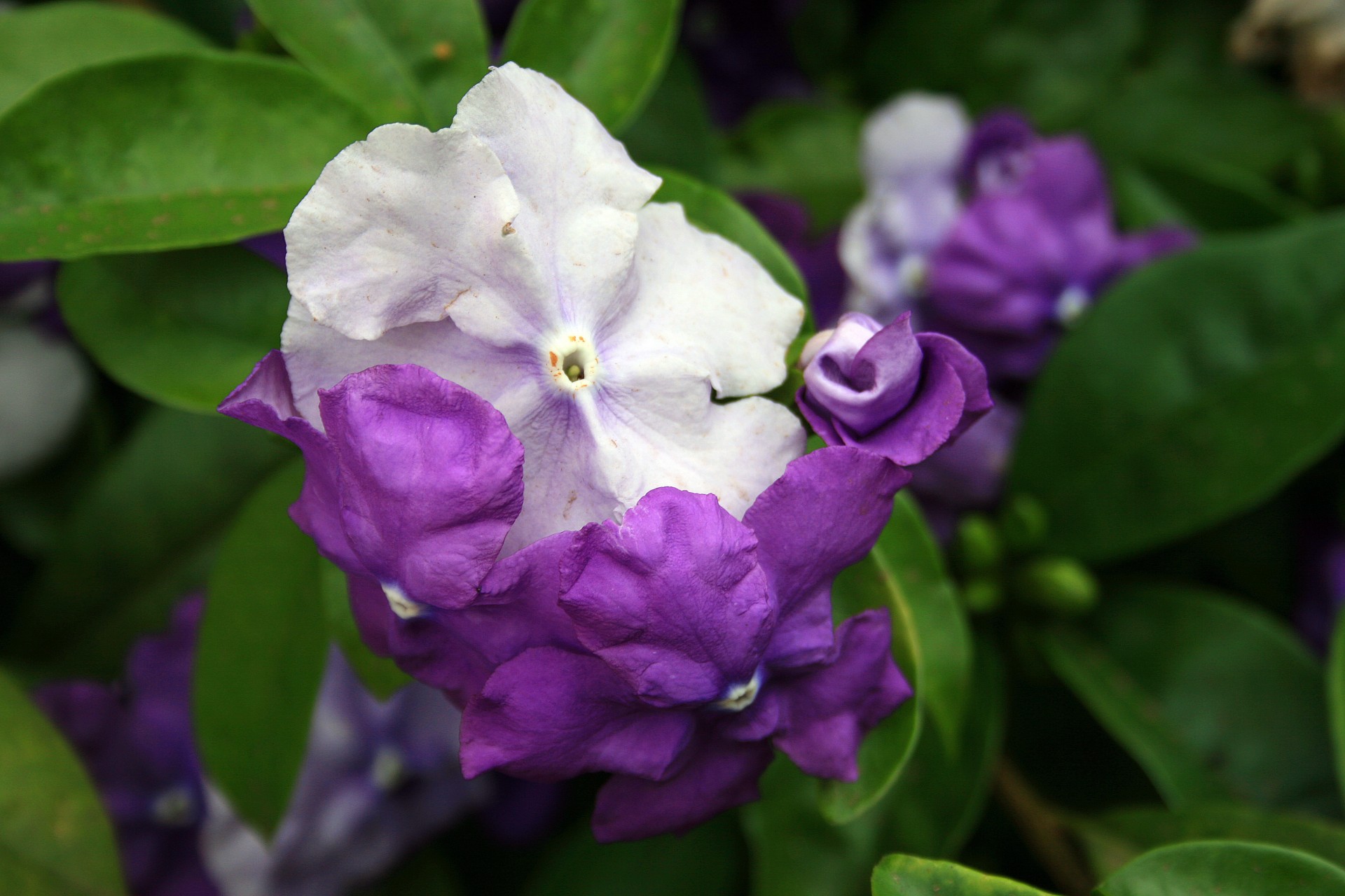 Gėlės,  Violetinė,  Krūmas,  Brunfelsija,  Brunfelsia Šviesi Ir Tamsi, Nemokamos Nuotraukos,  Nemokama Licenzija