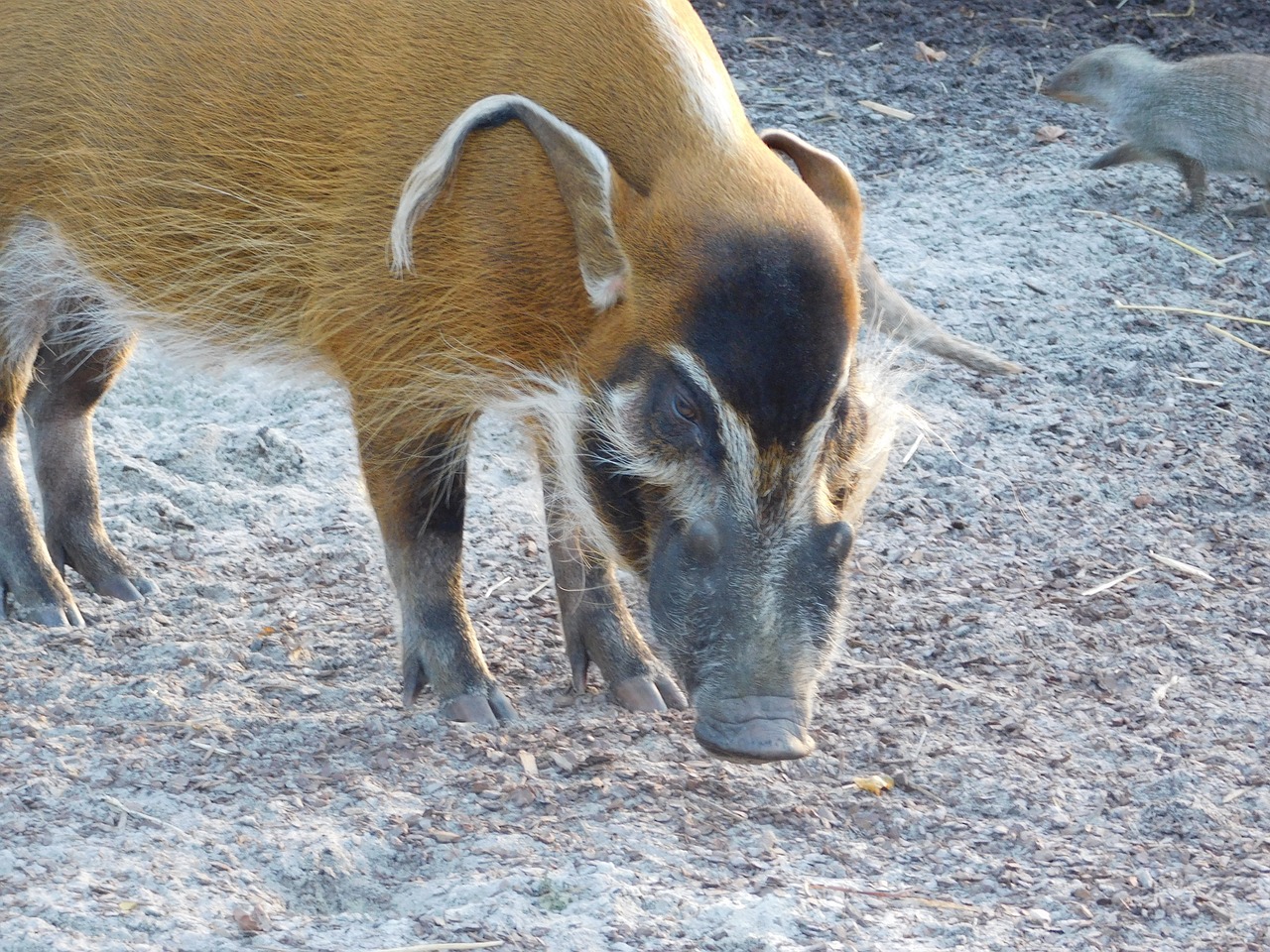 Šepečių Ausų Kiaulė, Zoologijos Sodas, Gyvūnas, Nemokamos Nuotraukos,  Nemokama Licenzija