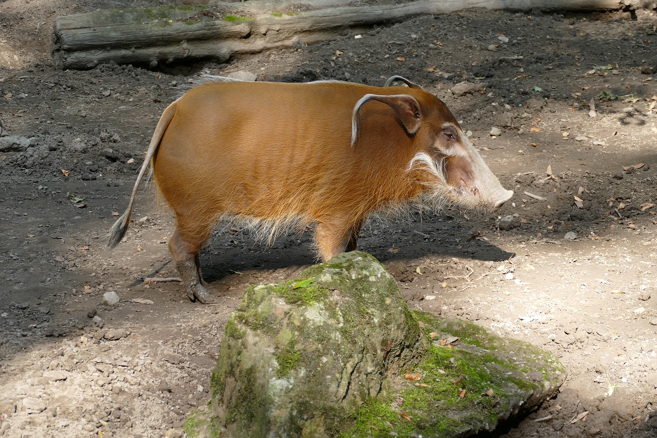 Šepečių Ausų Kiaulė, Kiaulė, Ausis, Zoologijos Sodas, Gyvūnas, Nemokamos Nuotraukos,  Nemokama Licenzija