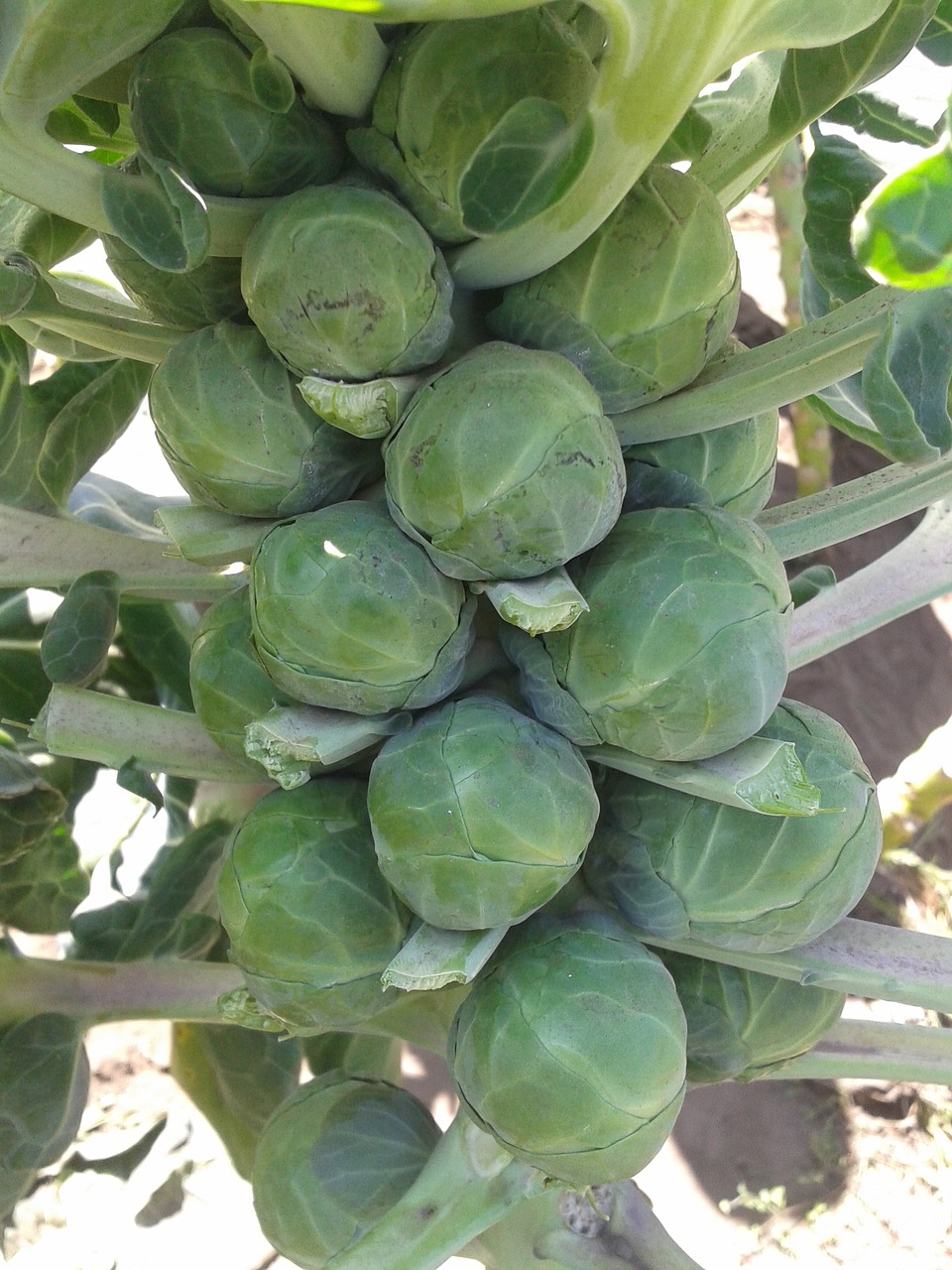 Briuselis, Daržovių, Briuselio Kopūstai, Brassica Oleracea, Gemmifera, Nemokamos Nuotraukos,  Nemokama Licenzija