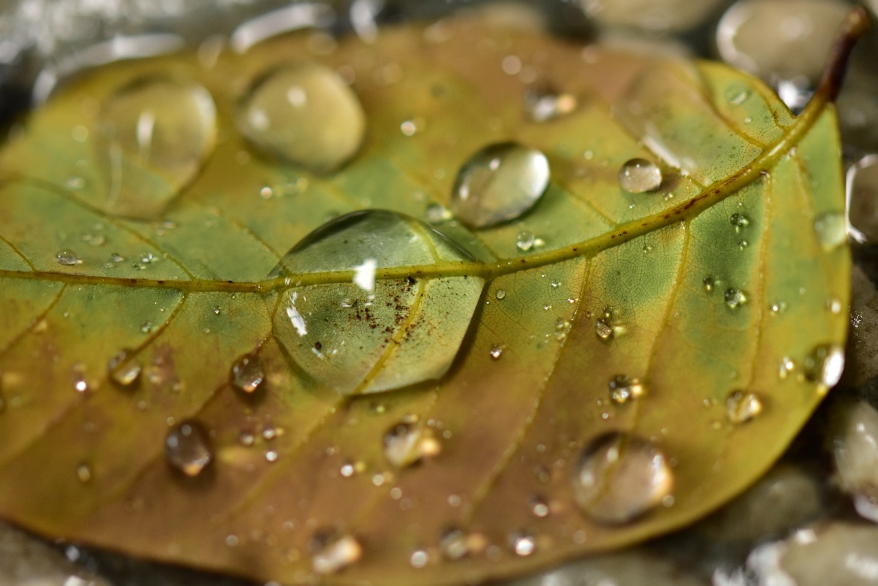 Burbulas,  Waterdrops,  Lietaus Lašai,  Vandens,  Lapų,  Lašelis,  H2O,  Pobūdį,  Floros,  Šviežumas