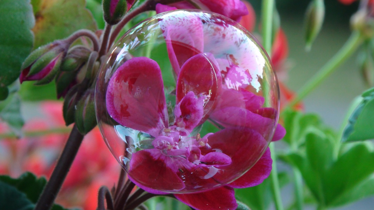 Burbulas, Gėlė, Raudona, Geranium Kabinti, Nemokamos Nuotraukos,  Nemokama Licenzija