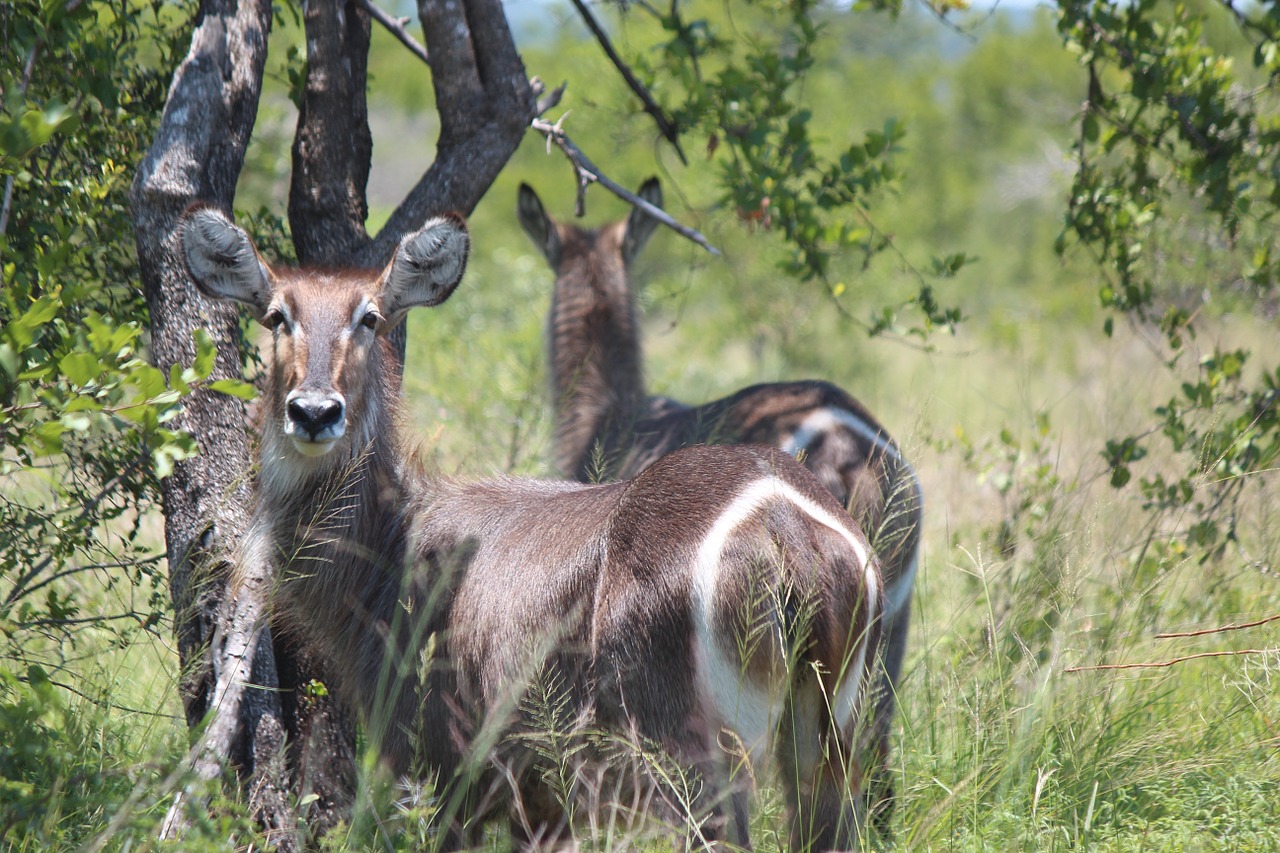 Buck, Laukinė Gamta, Gyvūnas, Gamta, Laukiniai, Žinduolis, Lauke, Ežeras, Antlers, Ragai