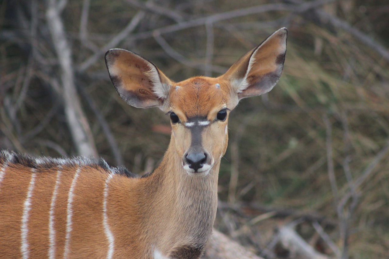 Buck, Gamta, Kudu, Gyvūnas, Laukinė Gamta, Afrika, Safari, Krūmas, Žaidimas, Bosveld