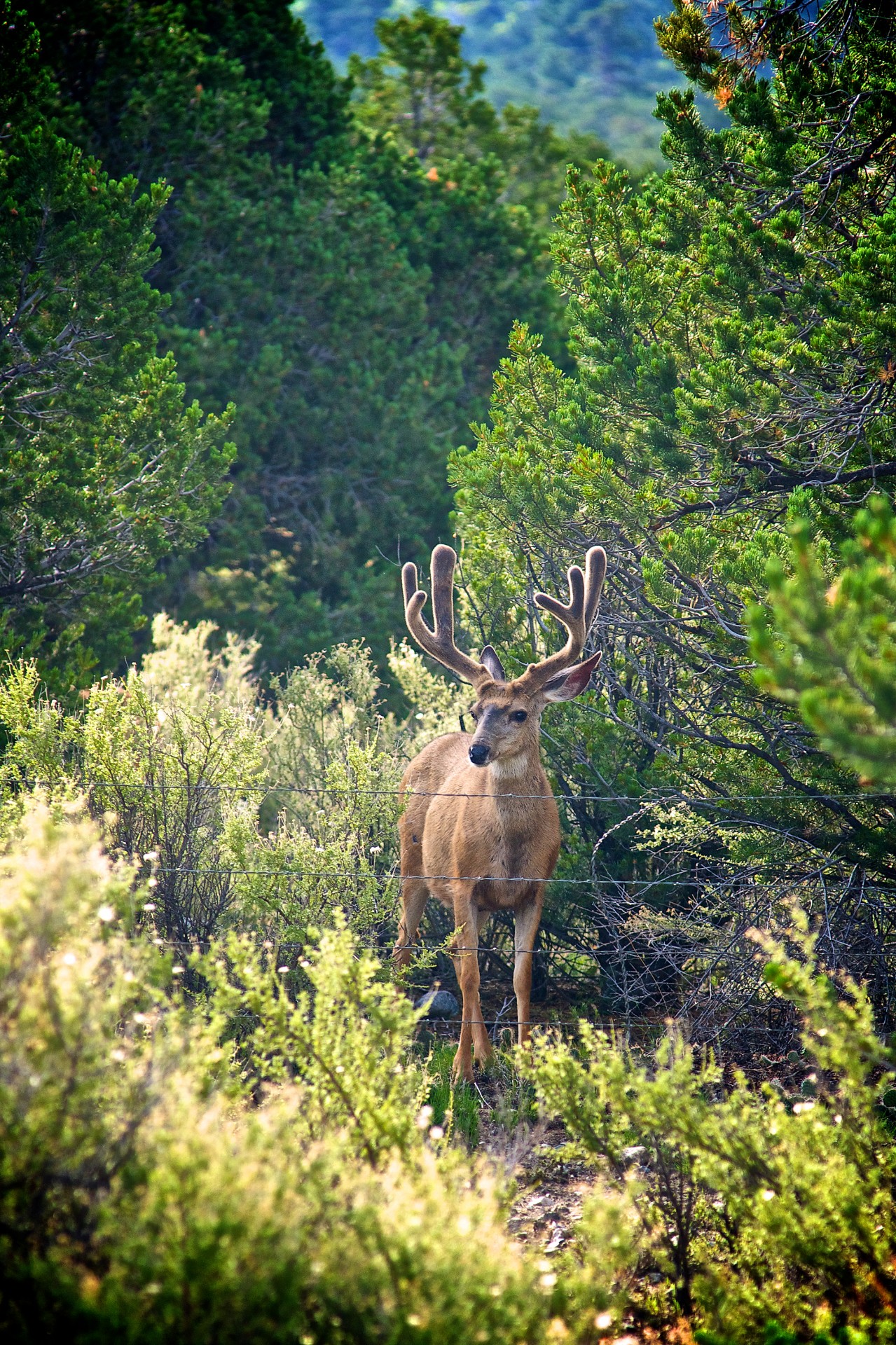 Gyvūnas,  Antlers,  Buck,  Colorado,  Elnias,  Miškas,  Kailis,  Medžiotojas,  Medžioklė,  Nacionalinis & Nbsp