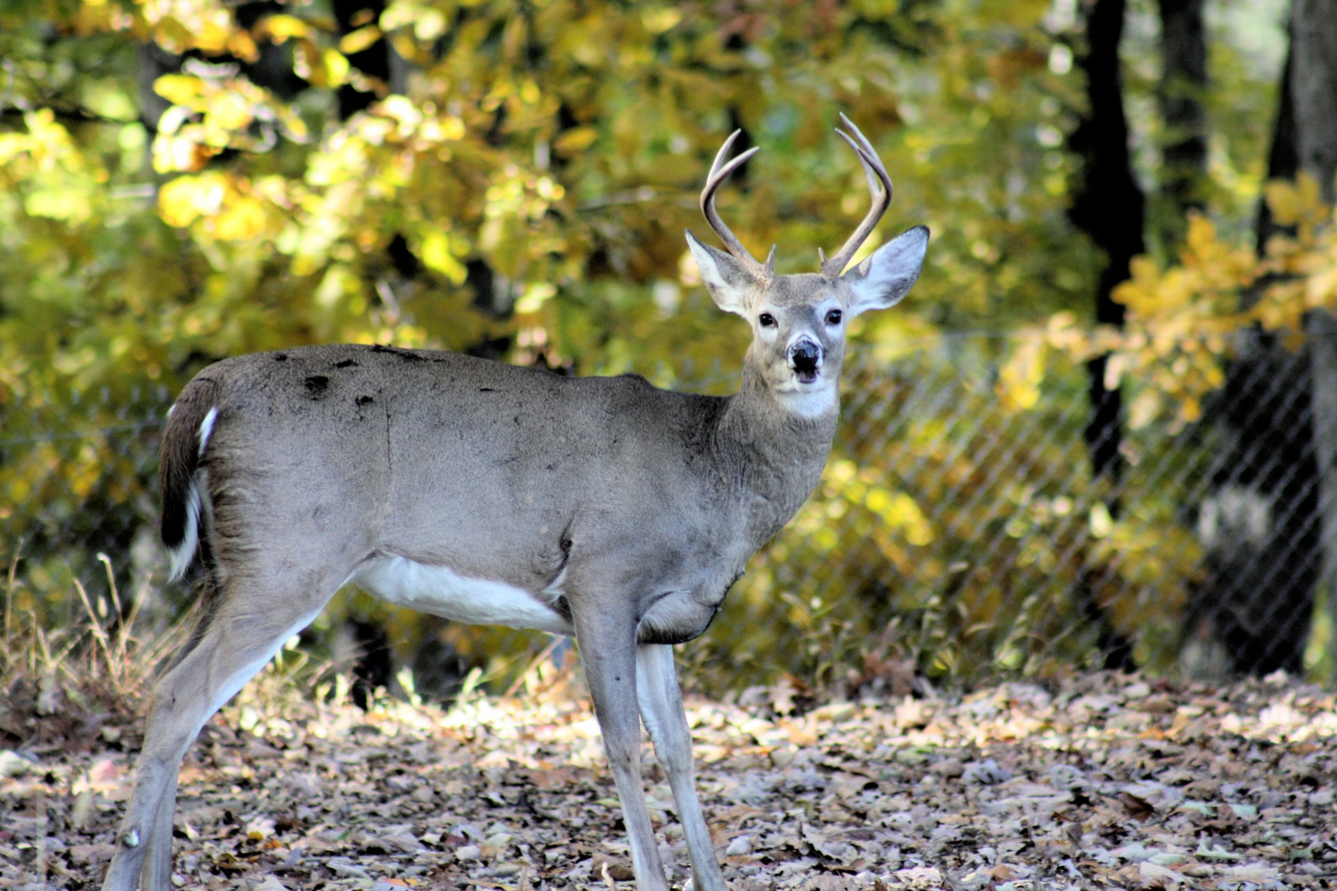 Elnias,  Buck,  Ragai,  Laukinė Gamta,  Medžioklė,  Erelis & Nbsp,  Pastebėjimas,  Whitetail,  Medžiotojai,  Laukiniai & Nbsp