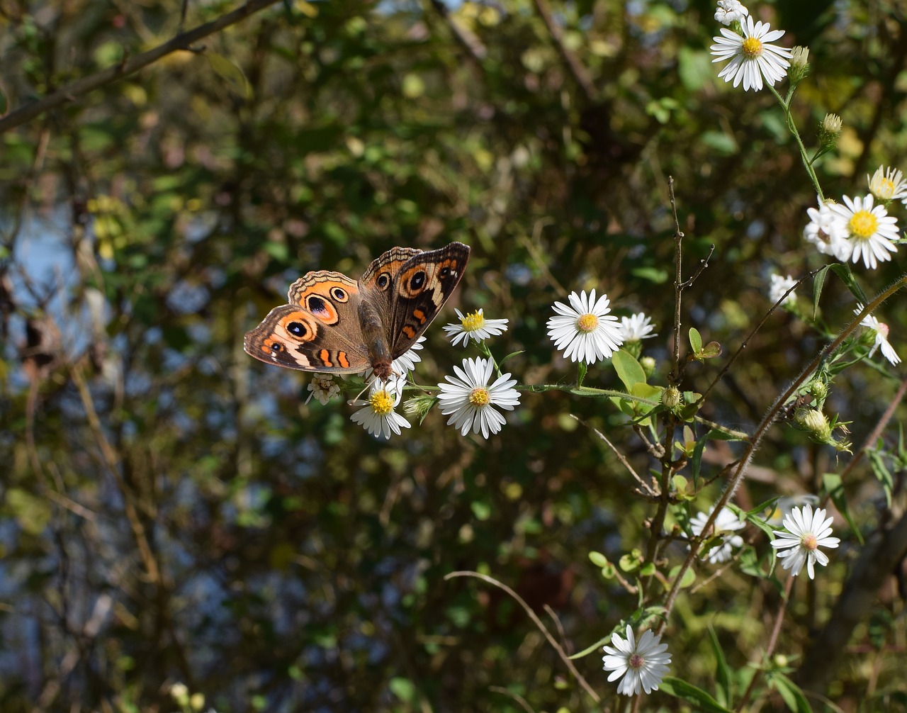 Buckeye Drugelis, Drugelis, Vabzdys, Gyvūnas, Baltas Asteris, Gėlė, Žiedas, Žydėti, Augalas, Gamta