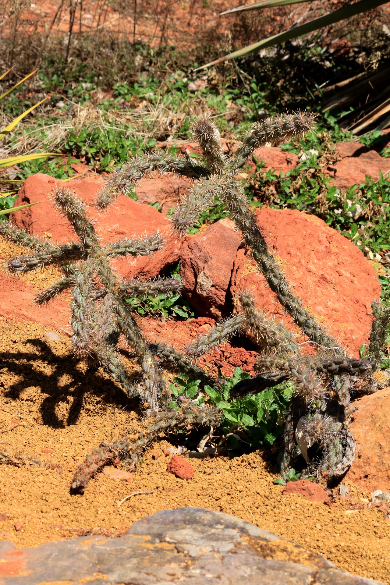 Gamta,  Augalai,  Kaktusas,  Dykuma & Nbsp,  Augalas,  Buckhorn & Nbsp,  Cholla,  Smėlis,  Purvas,  Akmenys