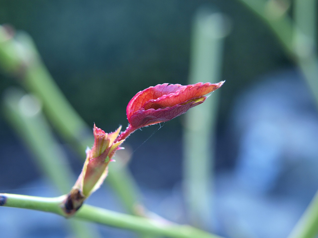 Budas, Rožė, Žiedas, Žydėti, Gėlė, Uždaryti, Pavasaris, Gamta, Rosebud, Grožis