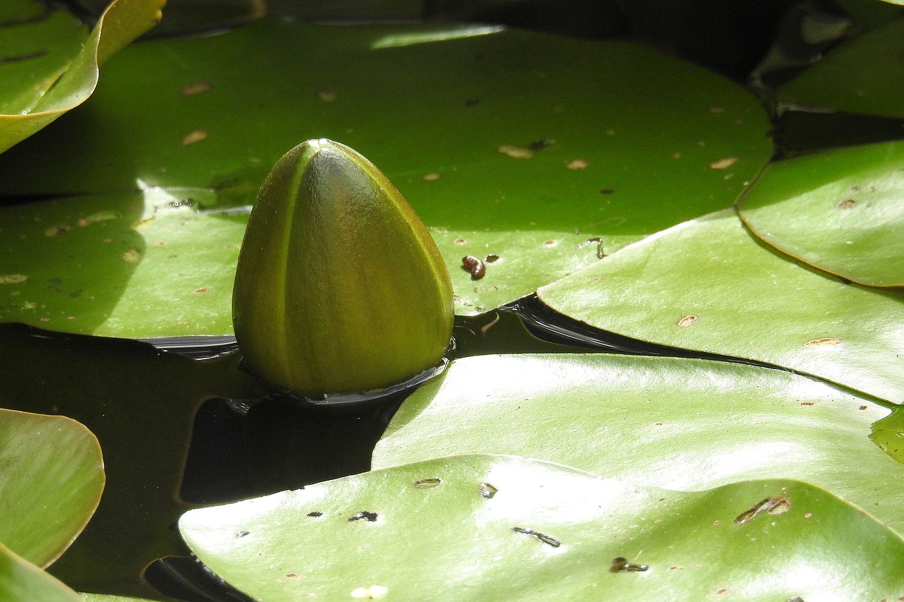 Budas, Vandens Lelija, Nuphar Lutea, Tvenkinio Augalas, Vandens Augalas, Tvenkinys, Nemokamos Nuotraukos,  Nemokama Licenzija