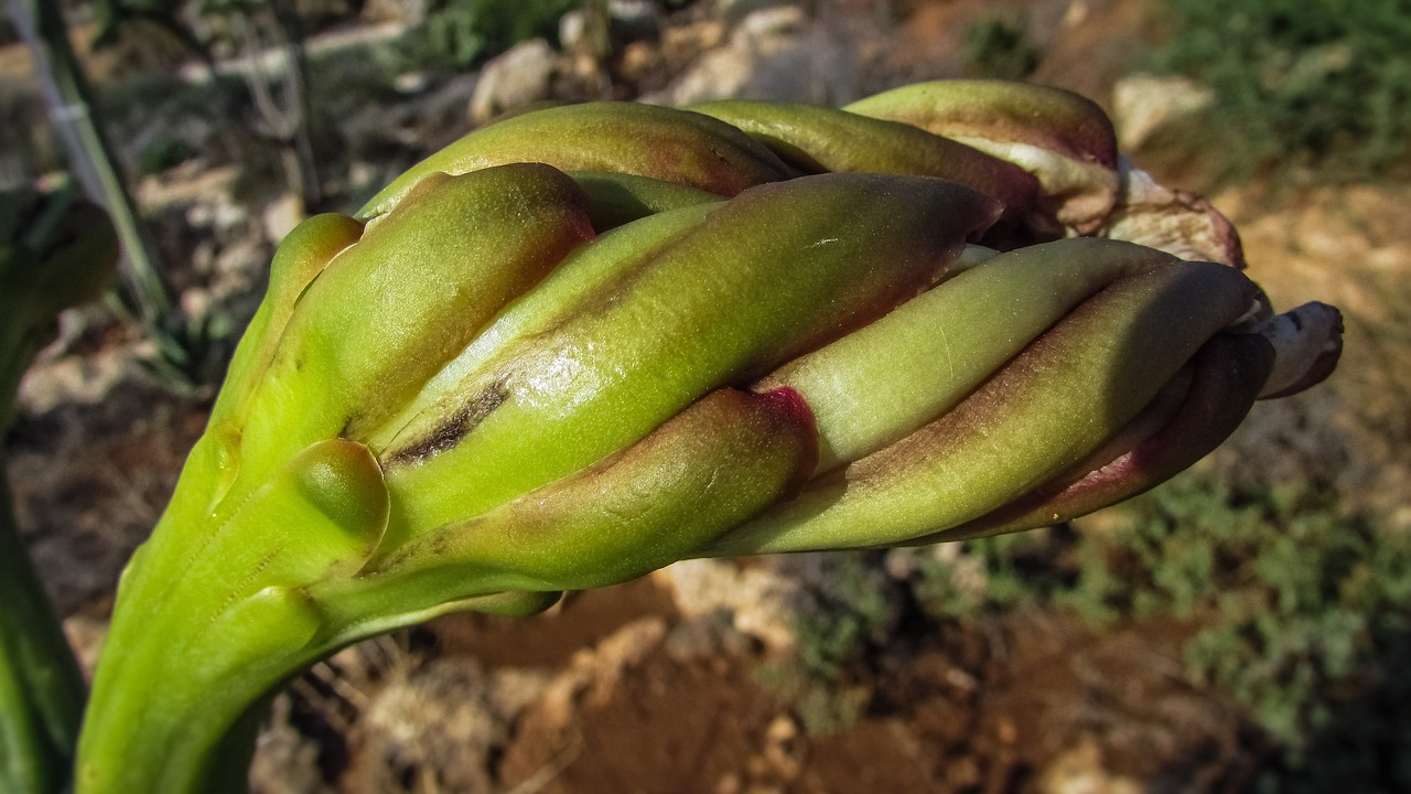 Budas, Gėlė, Augalas, Gamta, Sodas, Flora, Nemokamos Nuotraukos,  Nemokama Licenzija