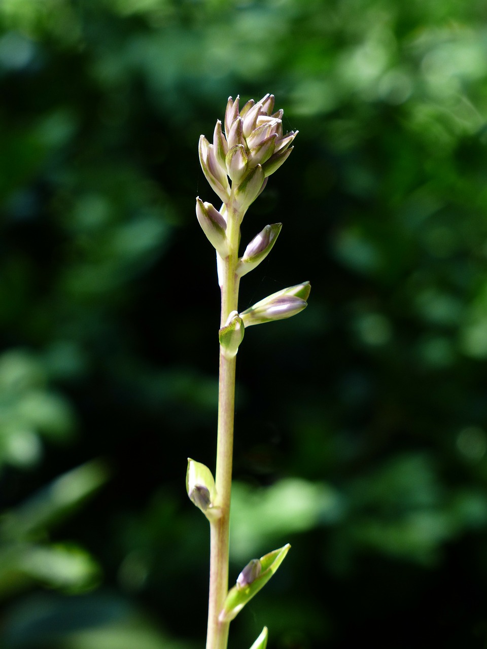 Budas, Gėlių Pumpurai, Plantacinė Lelija, Schattenpflanze, Hosta Undulata, Hosta Undulata Albomarginata, Hosta, Mylėtoji Lelija, Nemokamos Nuotraukos,  Nemokama Licenzija