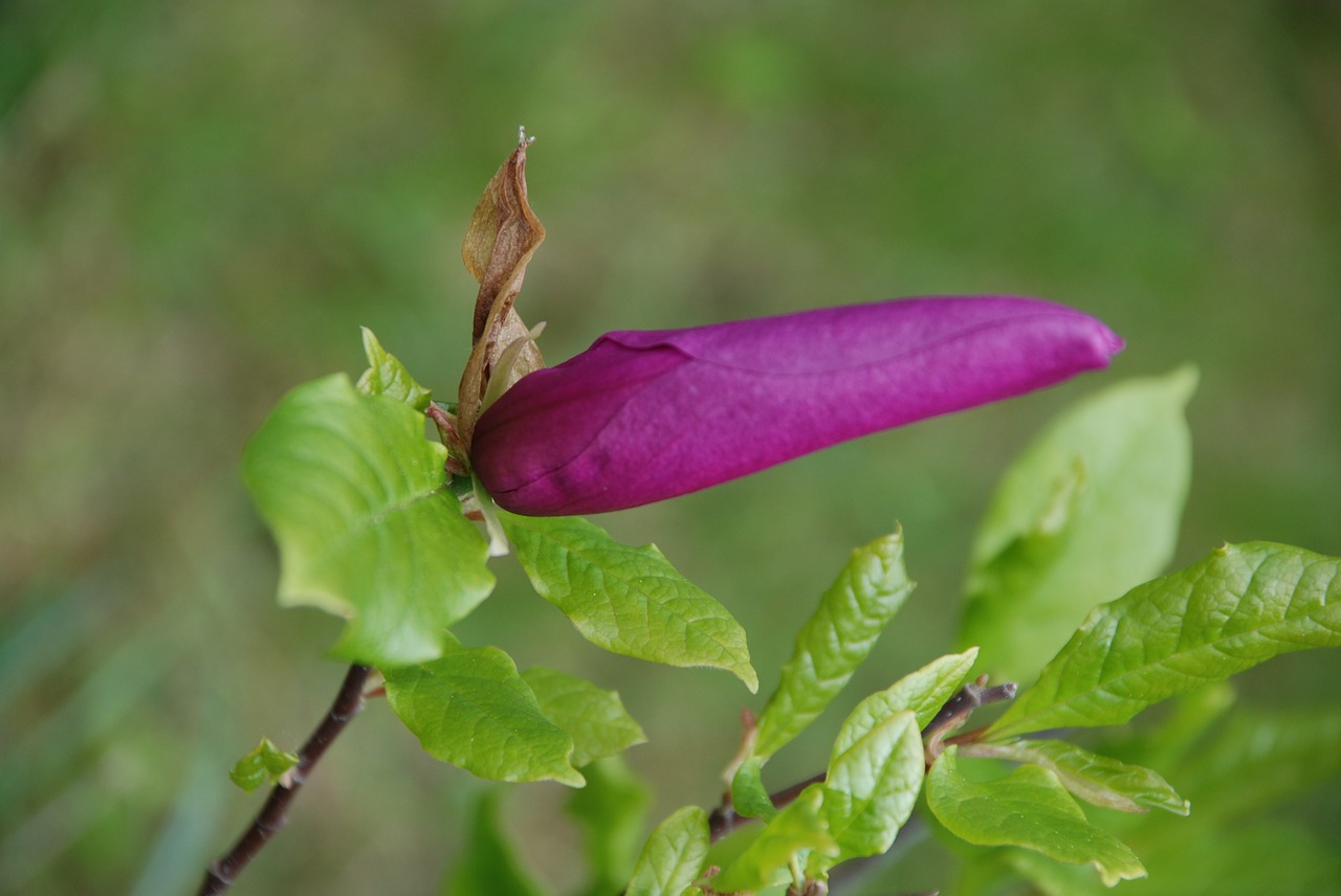 Budas, Magnolija, Violetinė, Magnolijos Žiedas, Nemokamos Nuotraukos,  Nemokama Licenzija