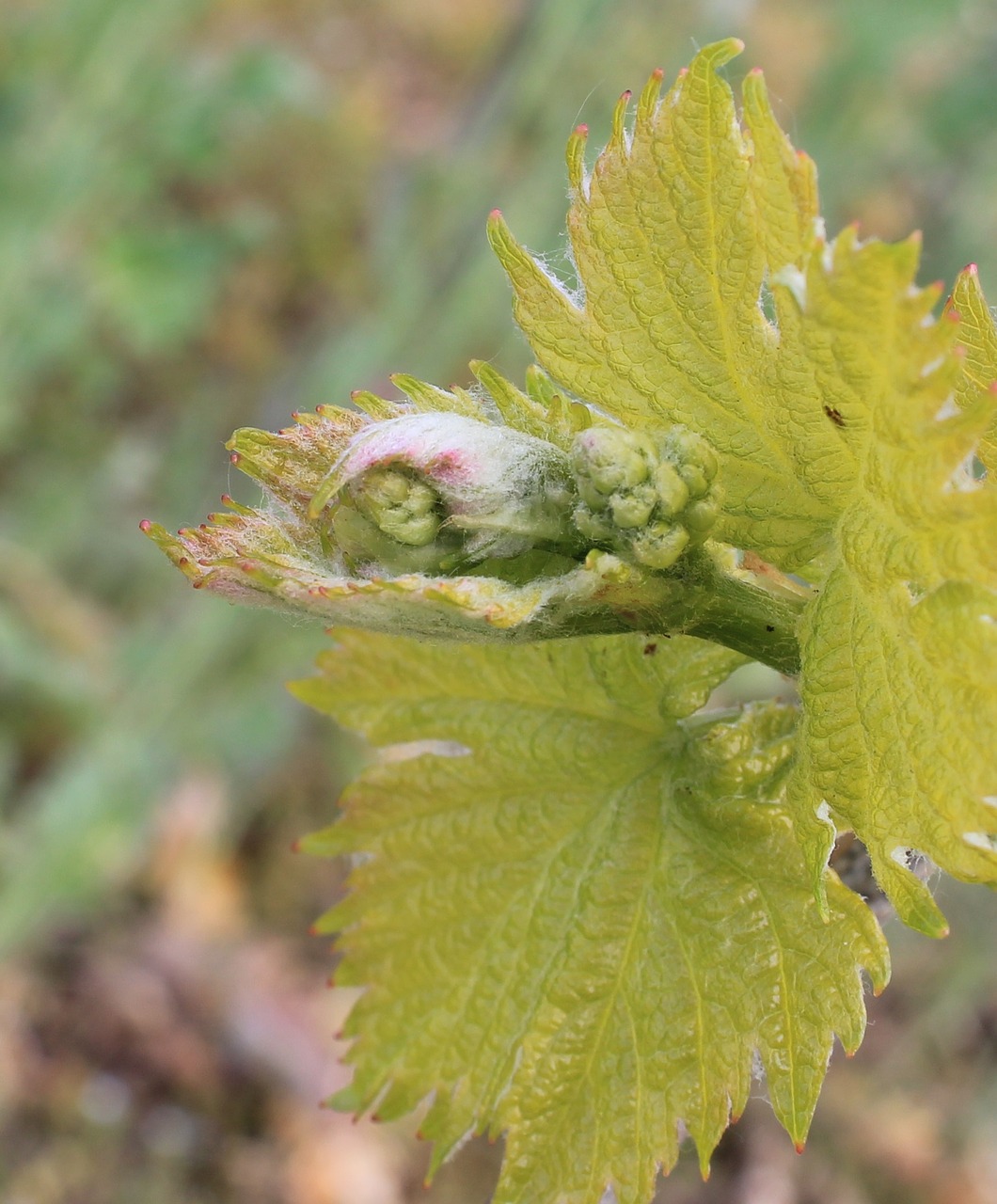 Budas, Vynuogių, Rebstock, Nemokamos Nuotraukos,  Nemokama Licenzija