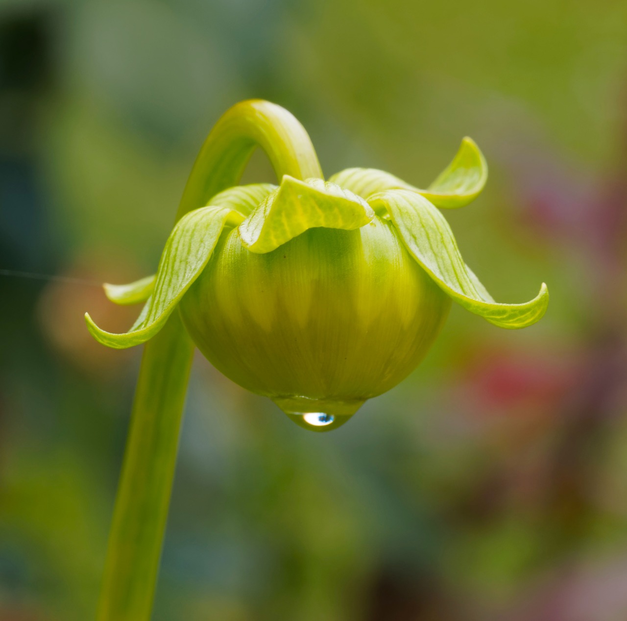 Budas, Dahlia, Lašas, Vanduo, Lašas Vandens, Lašai Vandens, Šviežumas, Nemokamos Nuotraukos,  Nemokama Licenzija