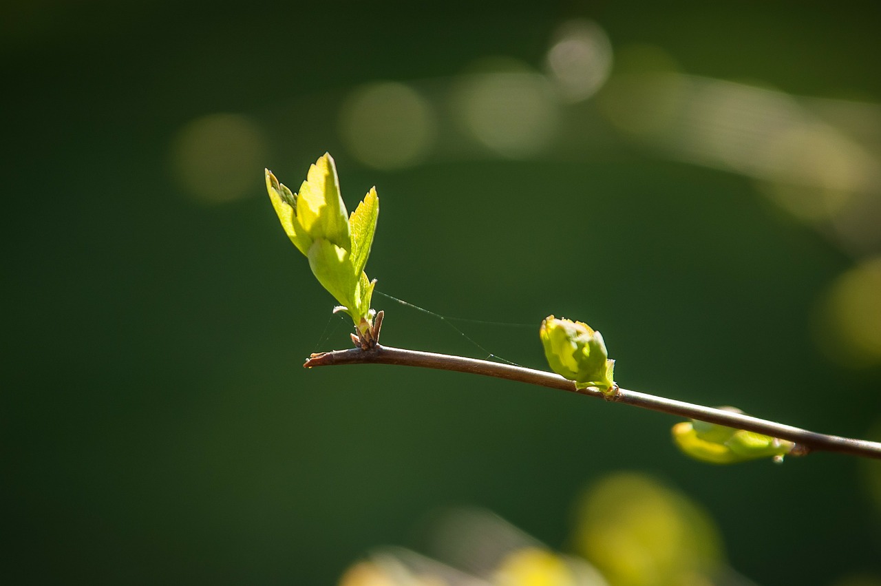 Budas, Pavasaris, Flora, Augalas, Žalias, Švelnus, Nemokamos Nuotraukos,  Nemokama Licenzija