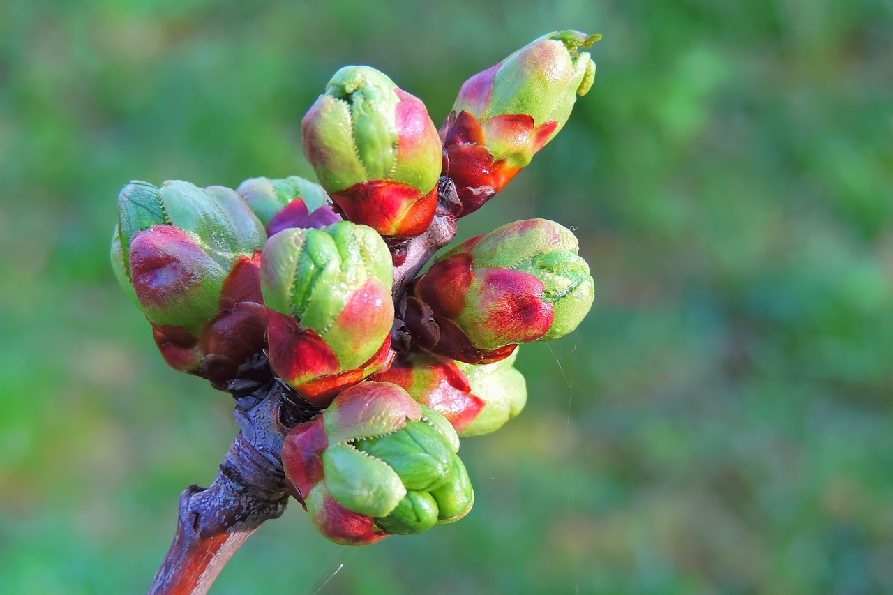 Bud,  Vyšnios Medis,  Pobūdį,  Augalų,  Lapų,  Gėlė,  Sodas, Nemokamos Nuotraukos,  Nemokama Licenzija