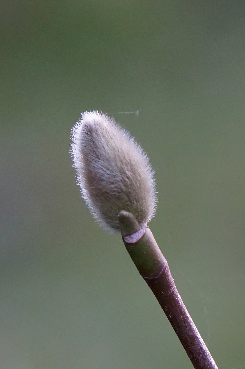 Bud,  Pobūdį,  Iš Arti,  Augalas, Nemokamos Nuotraukos,  Nemokama Licenzija