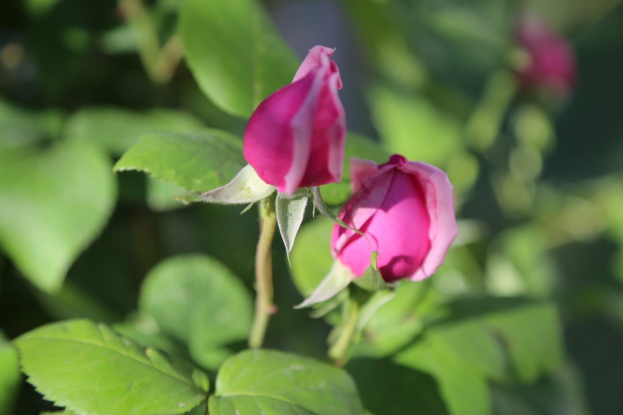 Bud,  Išaugo,  Pobūdį,  Lapai,  Augalų,  Gėlė, Nemokamos Nuotraukos,  Nemokama Licenzija