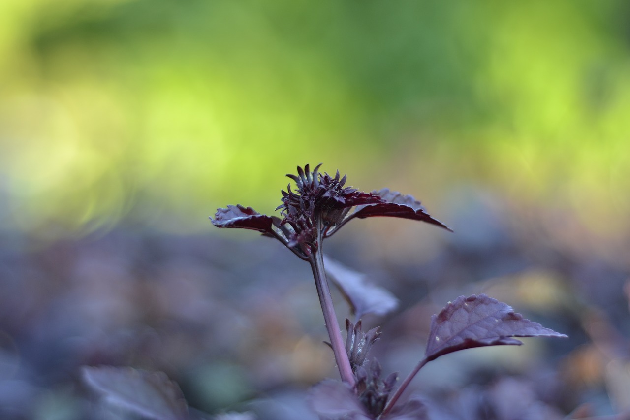 Bud,  Violetinė,  Pobūdį,  Botanikos,  Spalva,  Lapų,  Coleus,  Lapai,  Lapai,  Žalias