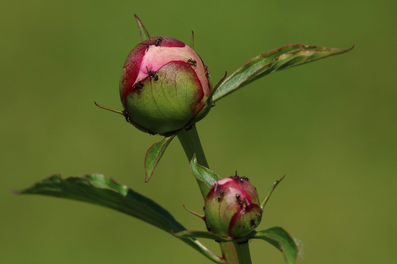 Bud,  Skruzdėlės,  Makro,  Iš Arti,  Žalias,  Žiedas,  Žydi,  Kenkėjų,  Medienos Skruzdėlių,  Nektaro