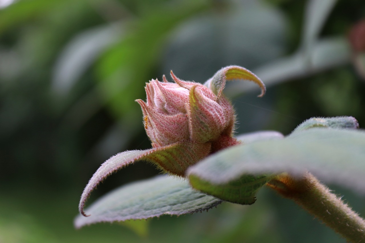 Bud,  Žiedas,  Žydi,  Augalų,  Pobūdį,  Hortenzija,  Plokštė Hortenzija,  Rožinis,  Iš Arti,  Vasara