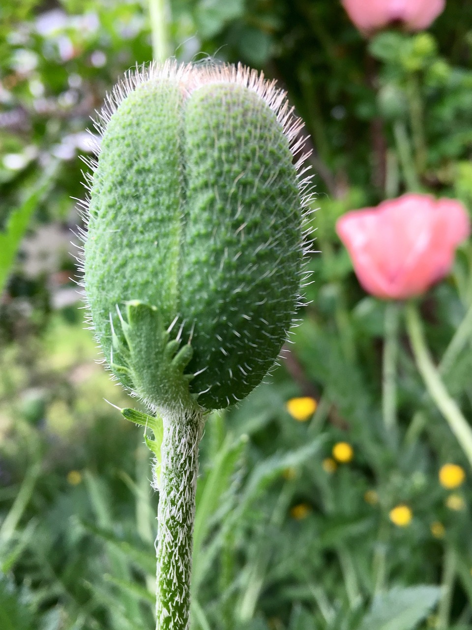 Bud,  Atauga,  Augalų,  Gėlė,  Žalias,  Lapai,  Plaukuotas,  Stiebelis,  Stiebas,  Pavasaris