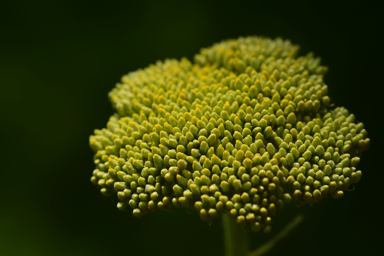 Bud,  Žalias,  Geltona,  Švelnus,  Lūkesčiai,  Smalsumas,  Siurprizas,  Pabudimas,  Vasara,  Augimas