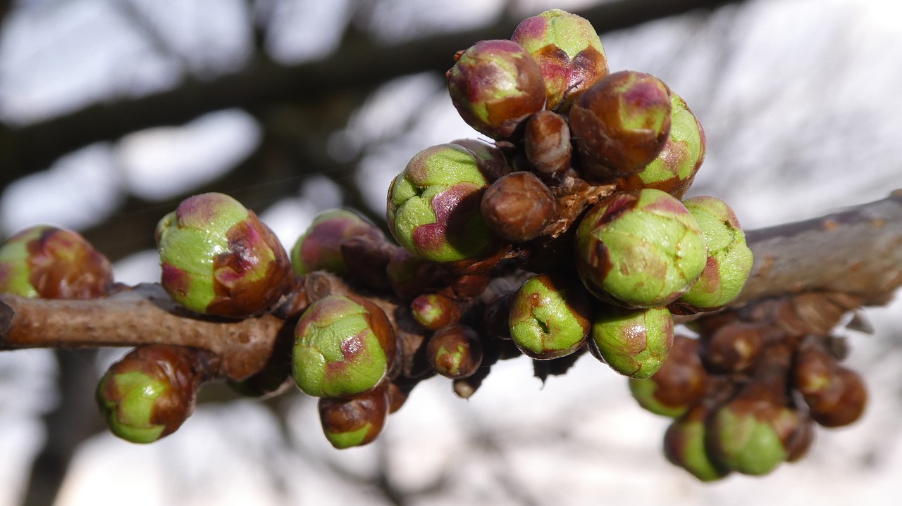 Bud,  Vyšnios Medis,  Pavasaris,  Pabudimas,  Rutuliai,  Iš Arti, Nemokamos Nuotraukos,  Nemokama Licenzija