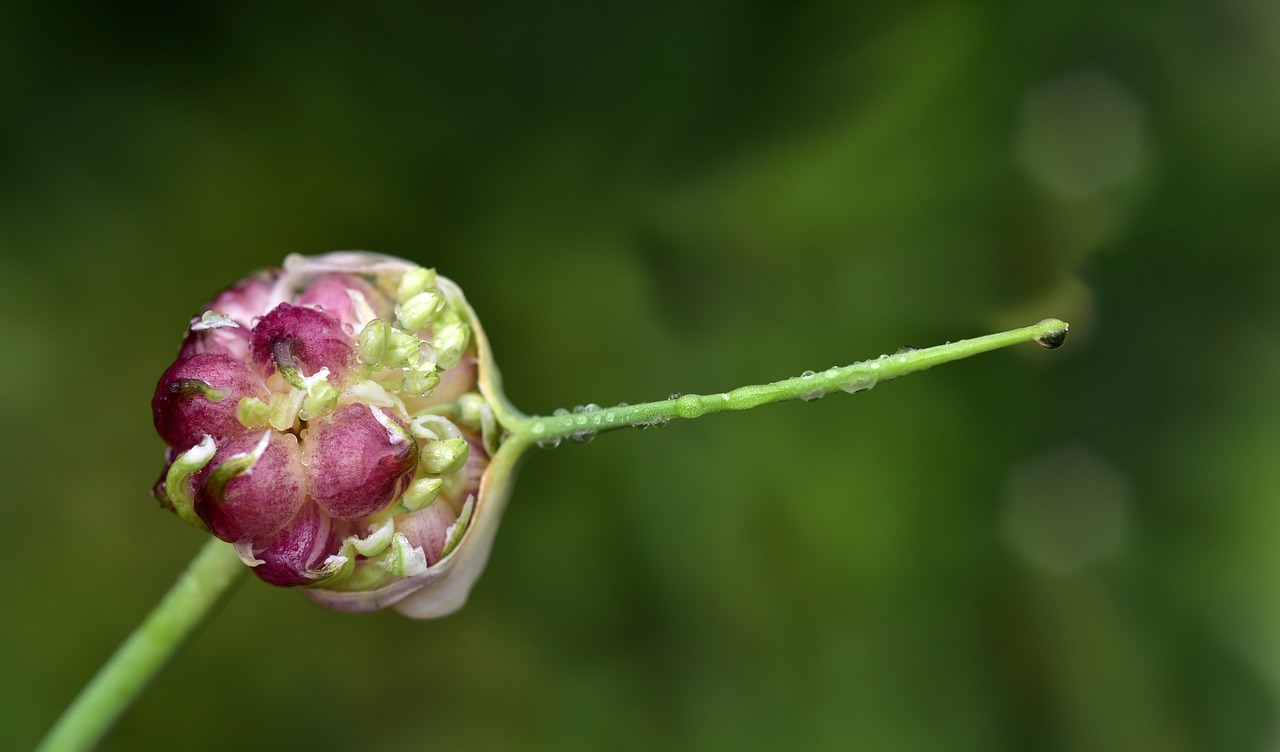 Bud,  Šlapias,  Lietaus,  Iš Arti,  Drėgna,  Lašelinė,  Lietaus Lašas,  Zwiebelpflanze,  Mažas,  Makro