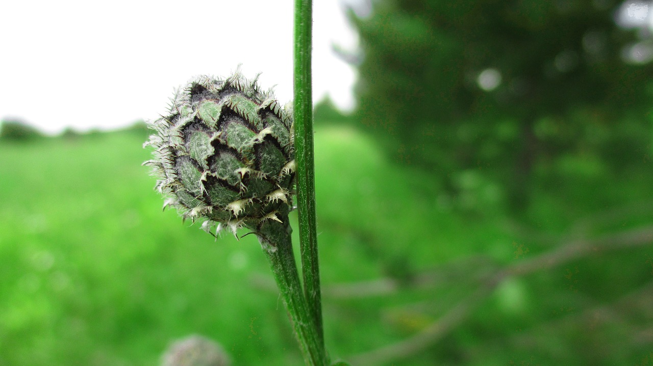 Bud,  Gėlė,  Thistle,  Keista,  Spyglys,  Centaurea,  Vasara,  Žalieji,  Makro,  Įdomus