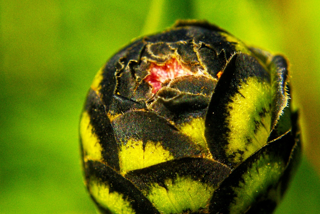 Budas, Žalias, Juoda, Gėlė, Makro, Pavasaris, Žydėjimas, Augalai, Ornamentu, Vasara