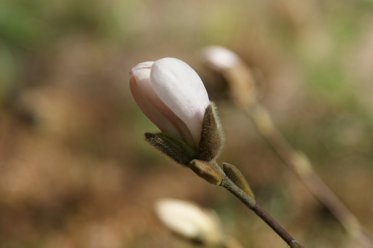 Budas, Augalas, Pavasaris, Magnolija, Sodas, Nemokamos Nuotraukos,  Nemokama Licenzija