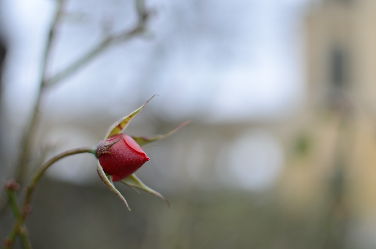 Budas, Rožė, Žiedas, Žydėti, Makro, Raudona, Uždaryti, Išaugo Žydėti, Rosebud, Nemokamos Nuotraukos