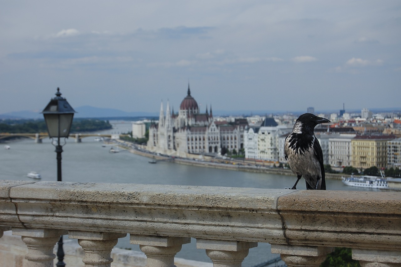 Budapest, Danube, Paukščio Skrydžio Vaizdas, Nemokamos Nuotraukos,  Nemokama Licenzija