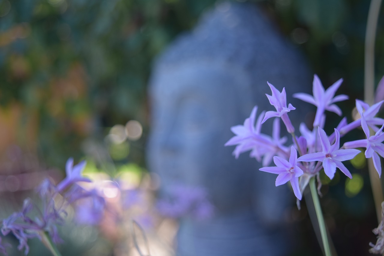 Buda, Lauko Gylis, Levanda, Gėlės, Taika, Taikus, Meditacija, Dvasingumas, Akmuo, Zen