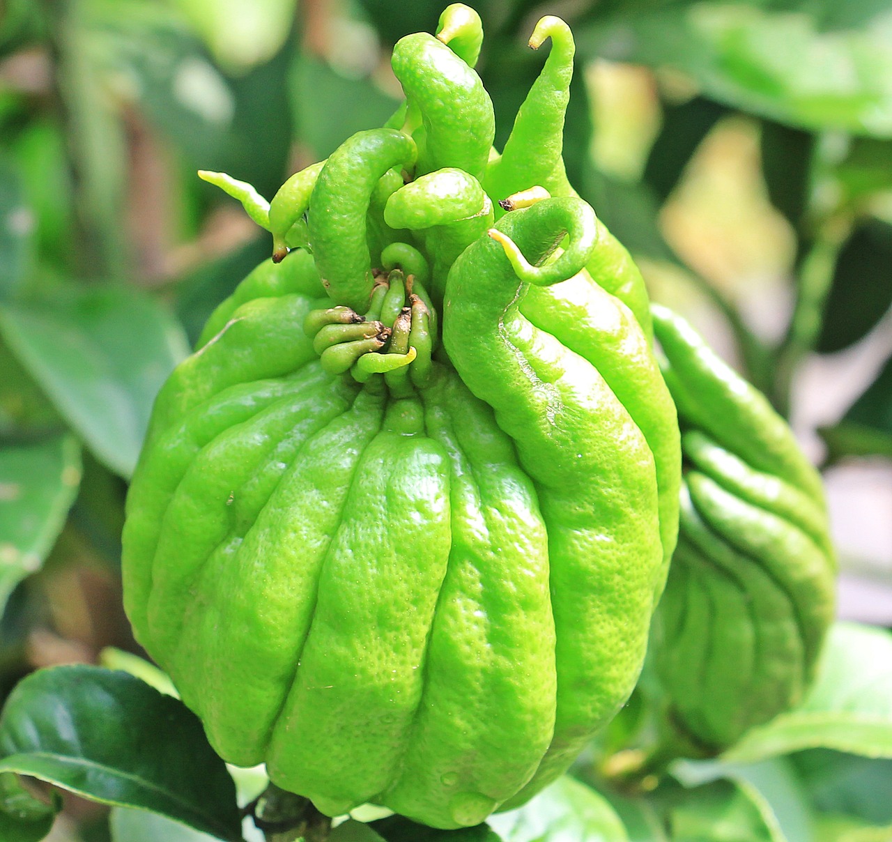 Budos Rankos, Citronas, Žydų Obuolys, Obuolių Iš Žiniasklaidos, Mediana Obuolių, Citrusinis Vaisius, Nesubrendusio, Žalias, Vaisiai, Citrinmedis