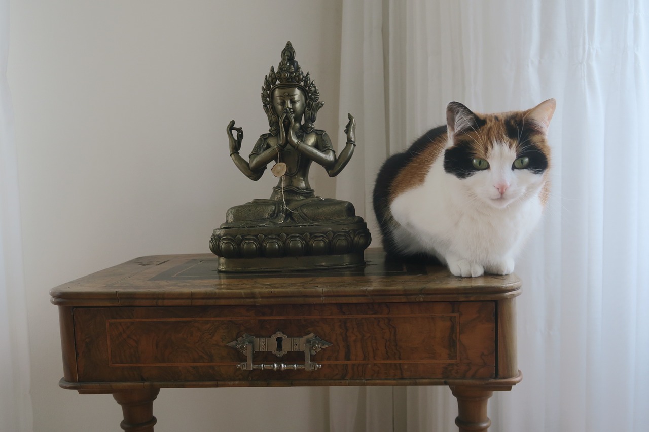 Budistų Figūra, Katė, Meditacija, Nemokamos Nuotraukos,  Nemokama Licenzija