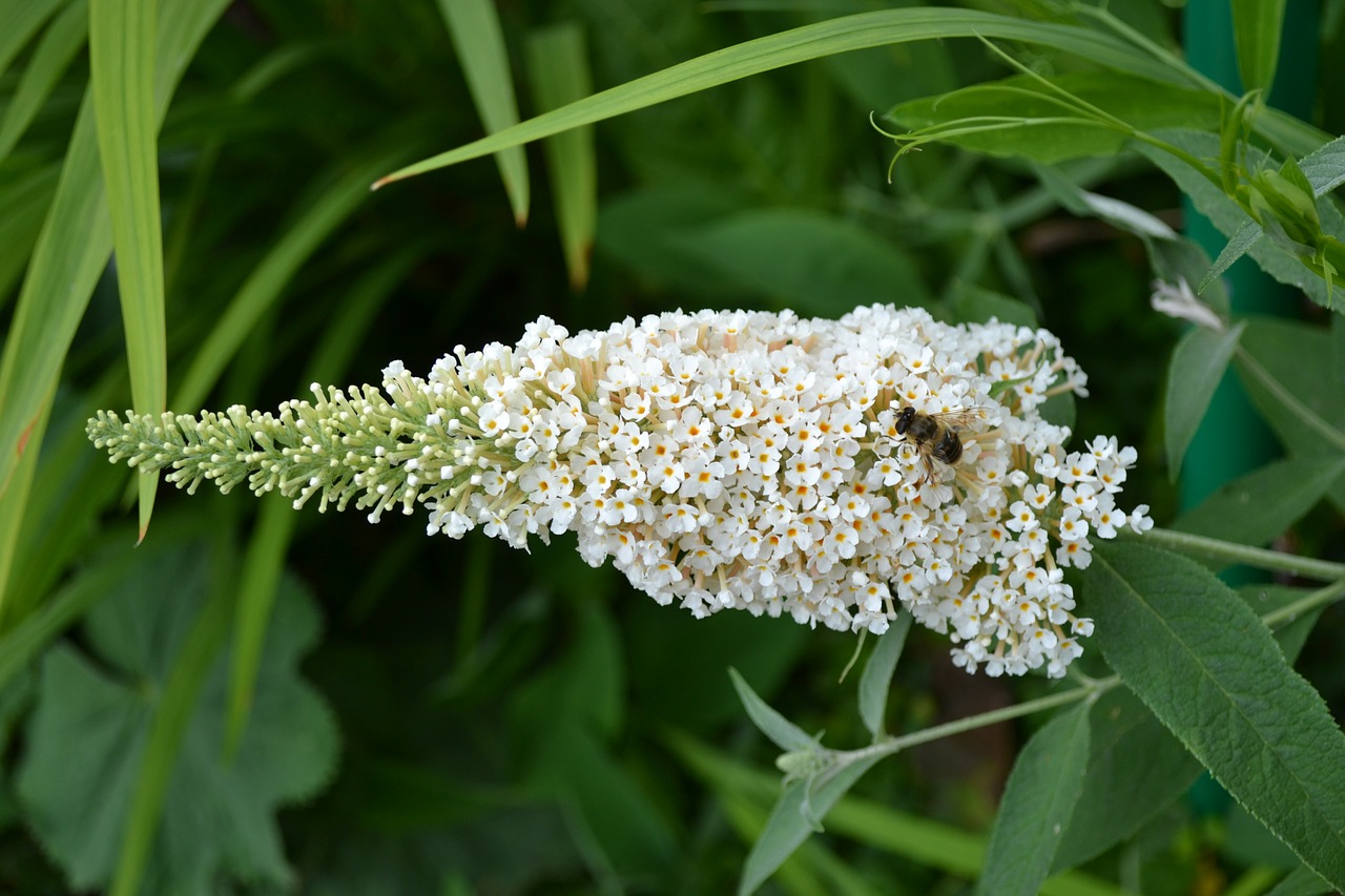 Buddleia, Buddleja, Balta, Gėlė, Saldus, Drugelis Gėlė, Drugelis Krūmas, Vabzdys, Žalias, Aromatingas