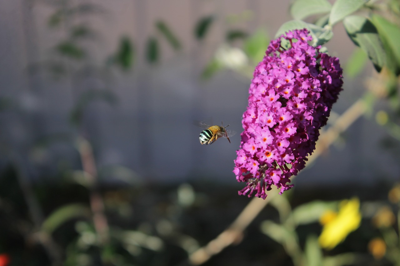 Buddleia, Gėlė, Bičių, Violetinė, Nemokamos Nuotraukos,  Nemokama Licenzija