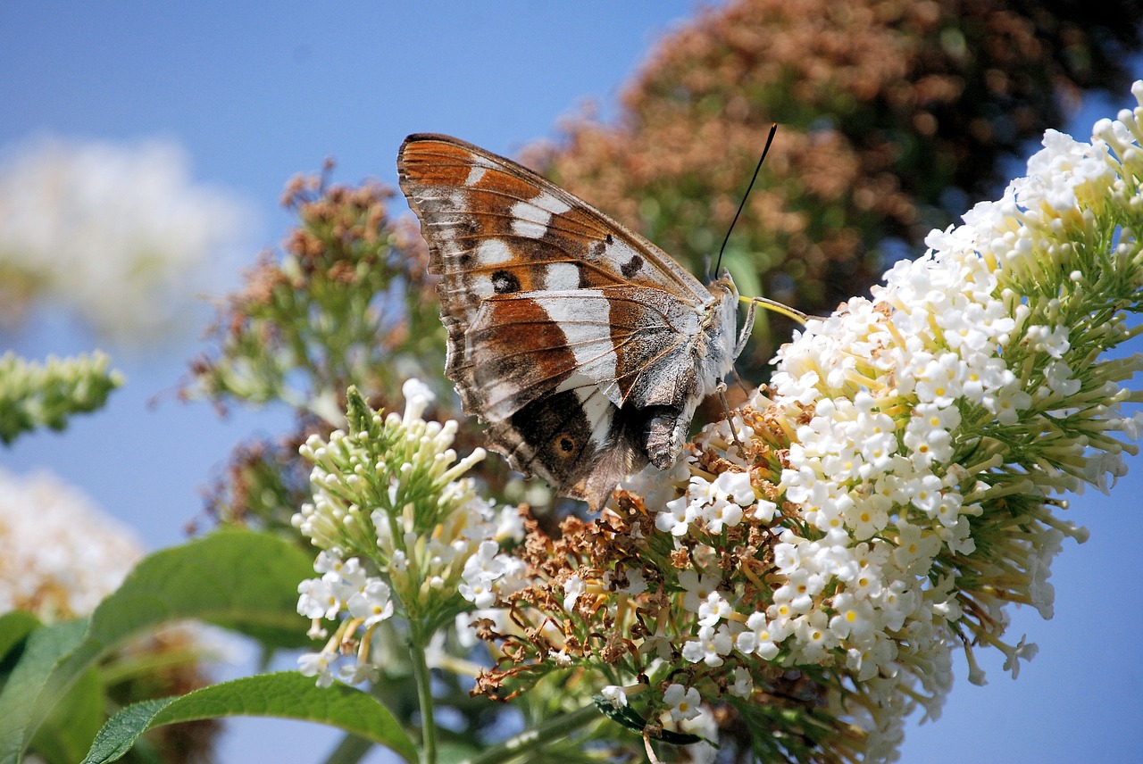 Buddleia, Wildflower, Gėlė, Drugelis Gėlė, Drugelis, Vabzdys, Sparnas, Laukinė Gamta, Klaida, Šviesus