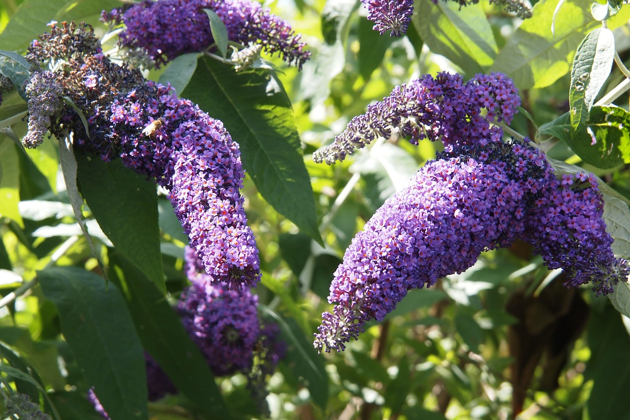 Buddleia, Violetinė, Pavasaris, Krūmas, Gėlė, Žiedas, Violetinė, Krūmas, Nemokamos Nuotraukos,  Nemokama Licenzija