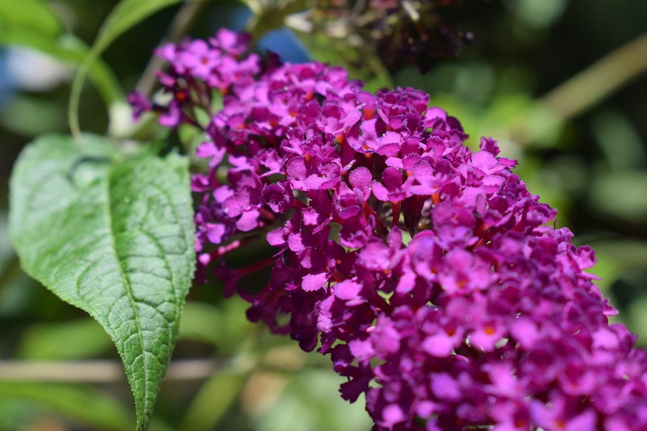 Buddleia David, Medžio Drugelis, Gėlė, Augalas, Krūmas, Nemokamos Nuotraukos,  Nemokama Licenzija